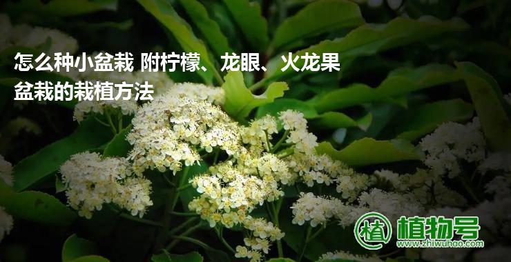 怎么种小盆栽 附柠檬、龙眼、火龙果盆栽的栽植方法