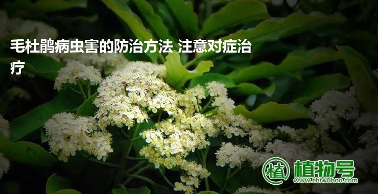 毛杜鹃病虫害的防治方法 注意对症治疗