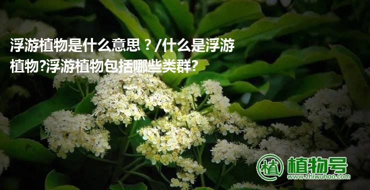 浮游植物是什么意思？/什么是浮游植物?浮游植物包括哪些类群?