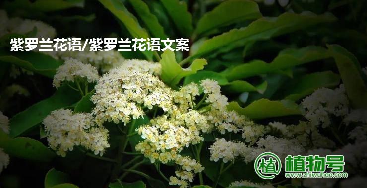 紫罗兰花语/紫罗兰花语文案