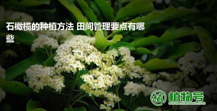 石橄榄的种植方法 田间管理要点有哪些