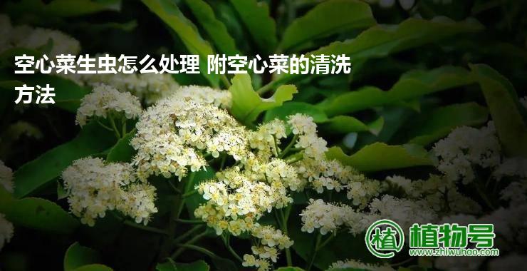 空心菜生虫怎么处理 附空心菜的清洗方法