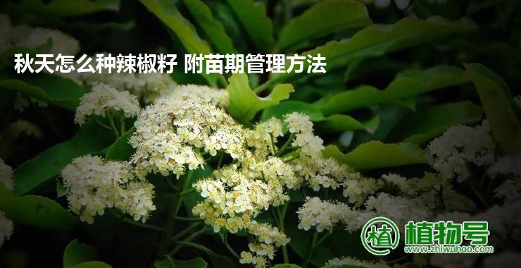 秋天怎么种辣椒籽 附苗期管理方法