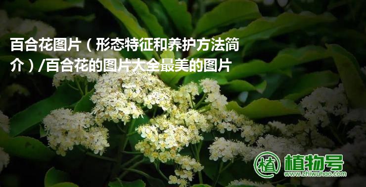 百合花图片（形态特征和养护方法简介）/百合花的图片大全最美的图片