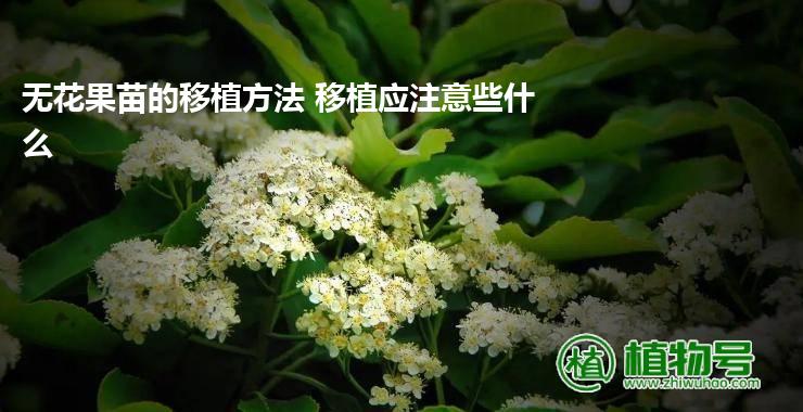 无花果苗的移植方法 移植应注意些什么