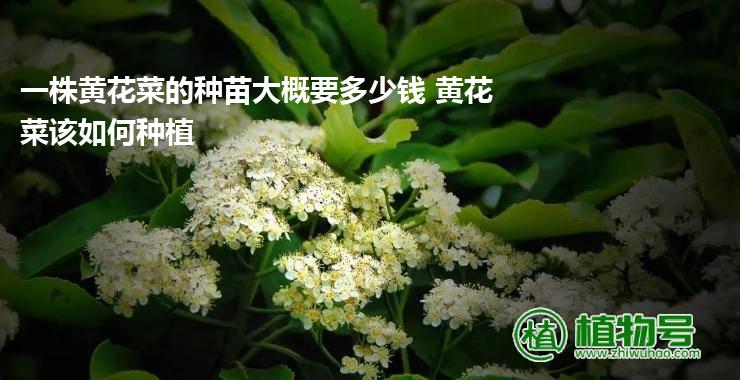 一株黄花菜的种苗大概要多少钱 黄花菜该如何种植