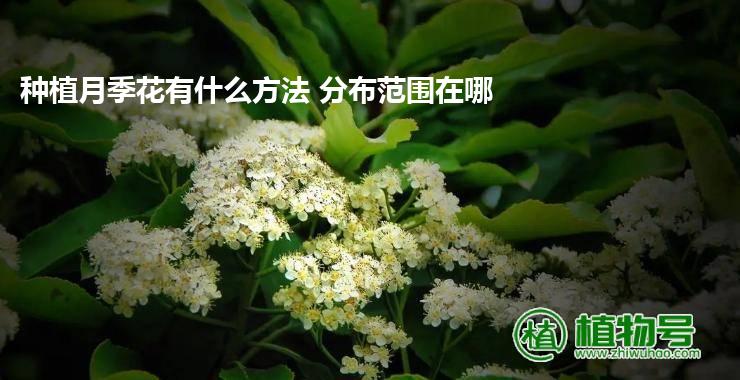 种植月季花有什么方法 分布范围在哪