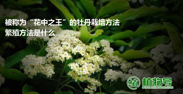 被称为“花中之王”的牡丹栽培方法 繁殖方法是什么