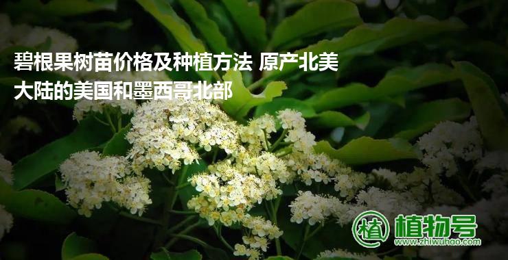 碧根果树苗价格及种植方法 原产北美大陆的美国和墨西哥北部