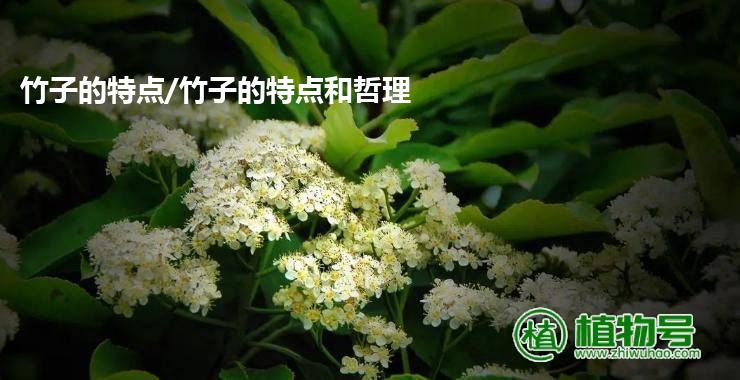 竹子的特点/竹子的特点和哲理