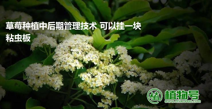 草莓种植中后期管理技术 可以挂一块粘虫板