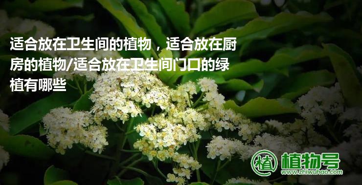 适合放在卫生间的植物，适合放在厨房的植物/适合放在卫生间门口的绿植有哪些