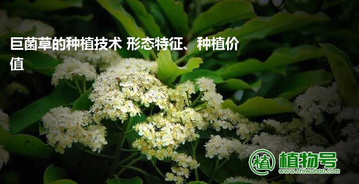 巨菌草的种植技术 形态特征、种植价值