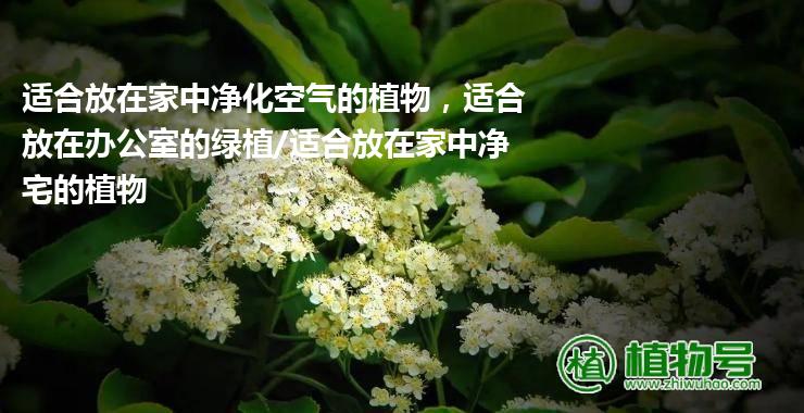 适合放在家中净化空气的植物，适合放在办公室的绿植/适合放在家中净宅的植物