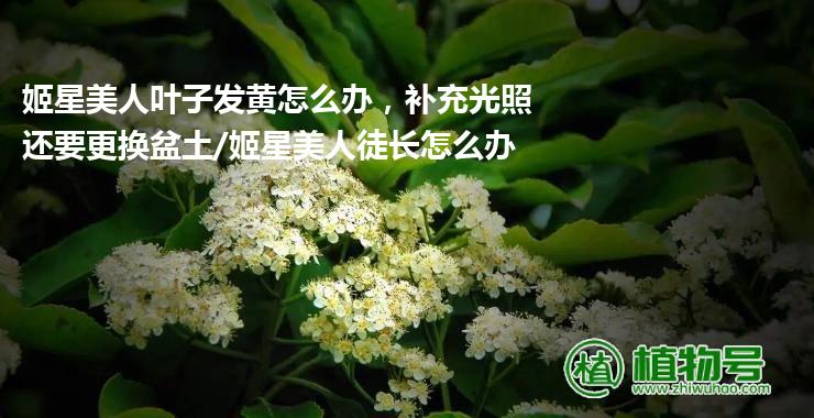 姬星美人叶子发黄怎么办，补充光照还要更换盆土/姬星美人徒长怎么办