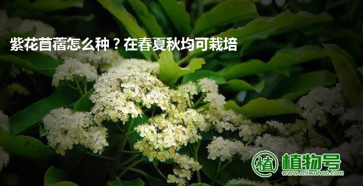 紫花苜蓿怎么种？在春夏秋均可栽培