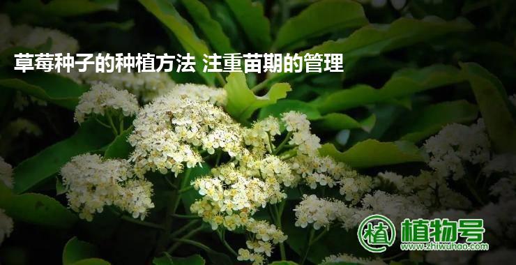 草莓种子的种植方法 注重苗期的管理