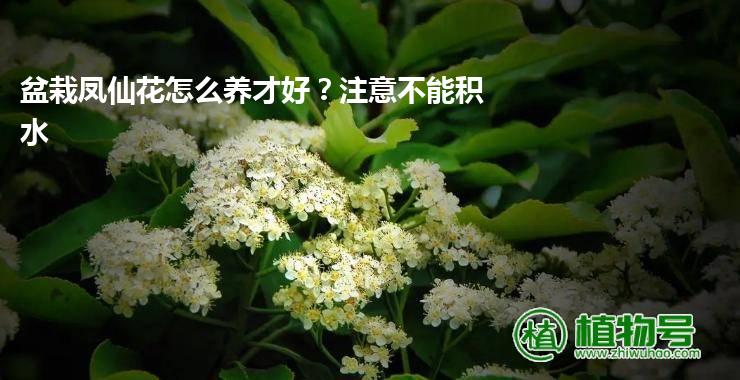 盆栽凤仙花怎么养才好？注意不能积水