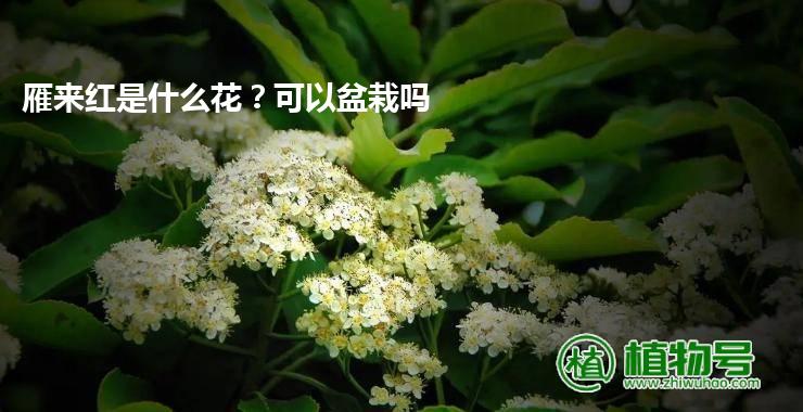 雁来红是什么花？可以盆栽吗