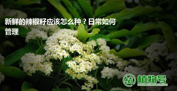 新鲜的辣椒籽应该怎么种？日常如何管理