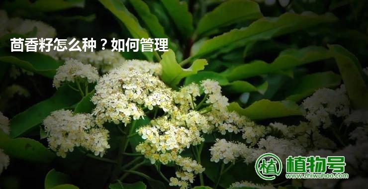 茴香籽怎么种？如何管理