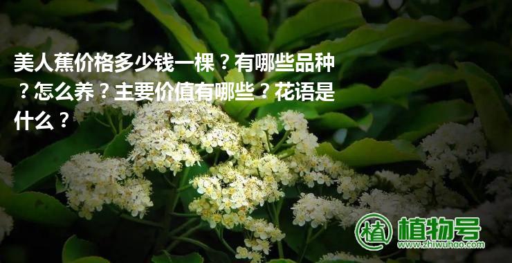 美人蕉价格多少钱一棵？有哪些品种？怎么养？主要价值有哪些？花语是什么？