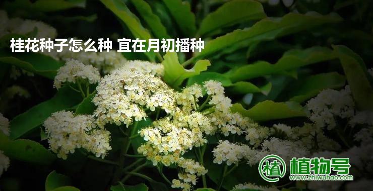 桂花种子怎么种 宜在月初播种