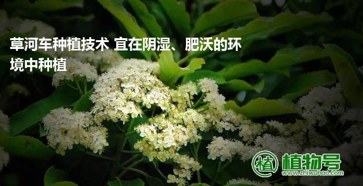 草河车种植技术 宜在阴湿、肥沃的环境中种植