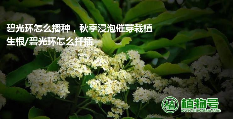 碧光环怎么播种，秋季浸泡催芽栽植生根/碧光环怎么扦插