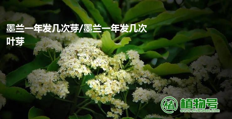 墨兰一年发几次芽/墨兰一年发几次叶芽