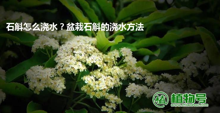 石斛怎么浇水？盆栽石斛的浇水方法