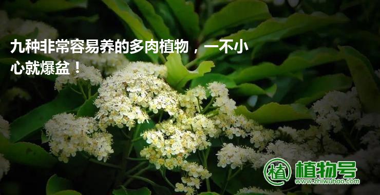 九种非常容易养的多肉植物，一不小心就爆盆！