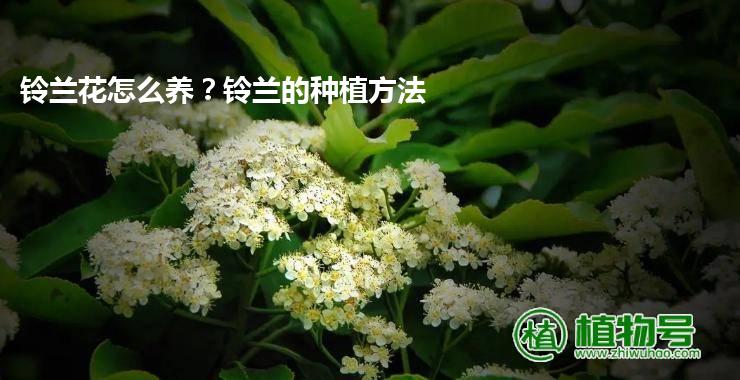 铃兰花怎么养？铃兰的种植方法