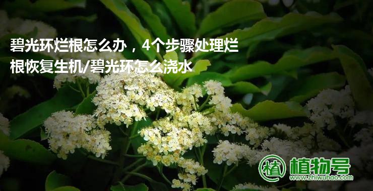 碧光环烂根怎么办，4个步骤处理烂根恢复生机/碧光环怎么浇水