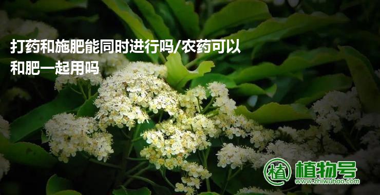 打药和施肥能同时进行吗/农药可以和肥一起用吗