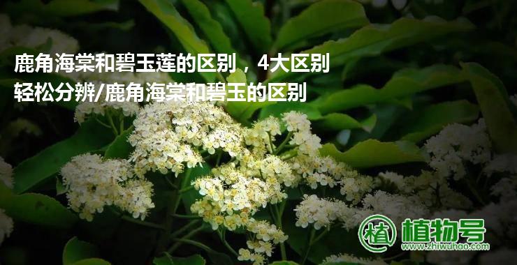 鹿角海棠和碧玉莲的区别，4大区别轻松分辨/鹿角海棠和碧玉的区别