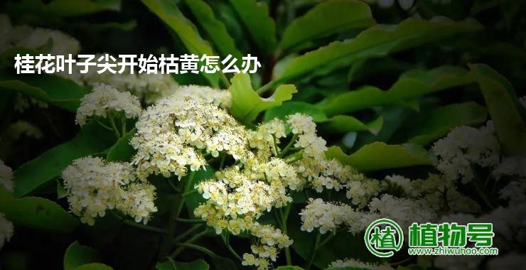 桂花叶子尖开始枯黄怎么办