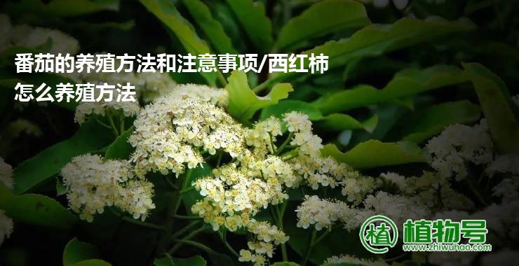 番茄的养殖方法和注意事项/西红柿怎么养殖方法