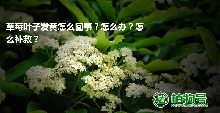 草莓叶子发黄怎么回事？怎么办？怎么补救？