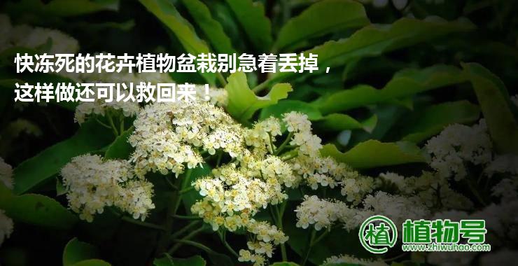 快冻死的花卉植物盆栽别急着丢掉，这样做还可以救回来！