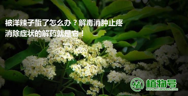 被洋辣子蜇了怎么办？解毒消肿止疼消除症状的解药就是它！