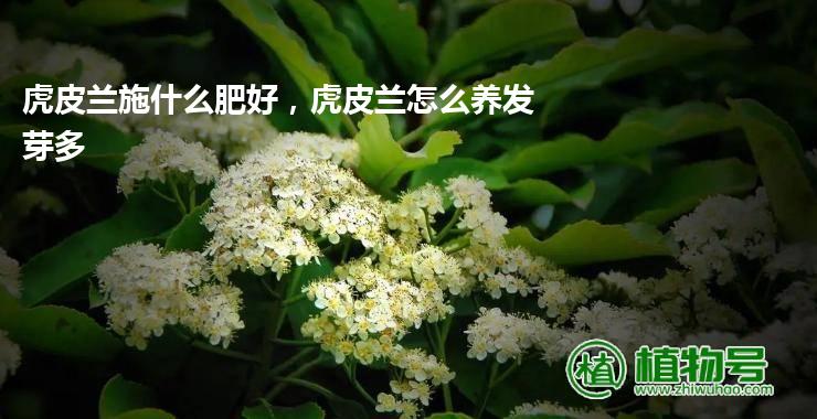 虎皮兰施什么肥好，虎皮兰怎么养发芽多