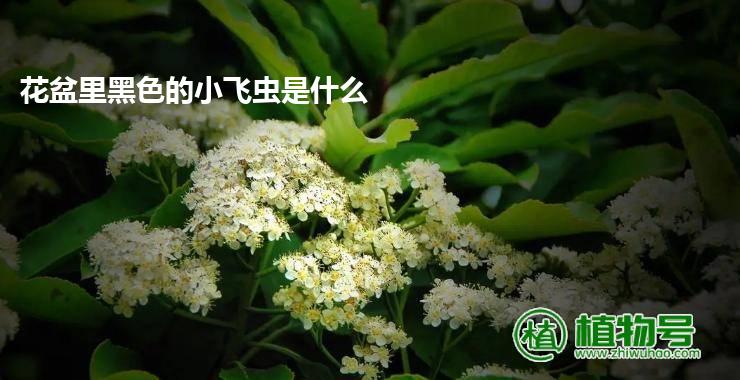 花盆里黑色的小飞虫是什么