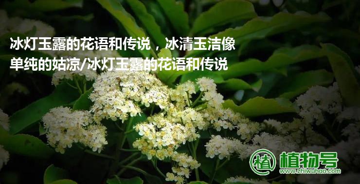 冰灯玉露的花语和传说，冰清玉洁像单纯的姑凉/冰灯玉露的花语和传说