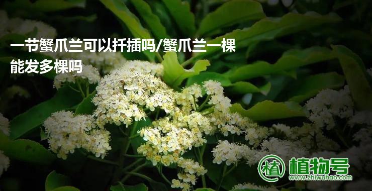 一节蟹爪兰可以扦插吗/蟹爪兰一棵能发多棵吗