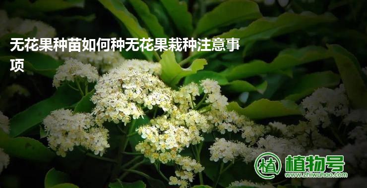 无花果种苗如何种无花果栽种注意事项