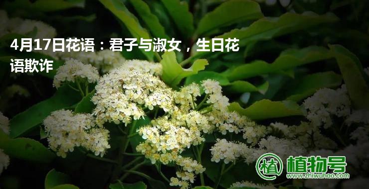 4月17日花语：君子与淑女，生日花语欺诈