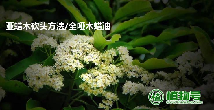 亚蜡木砍头方法/全哑木蜡油