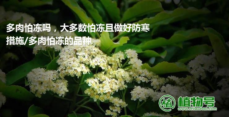 多肉怕冻吗，大多数怕冻且做好防寒措施/多肉怕冻的品种