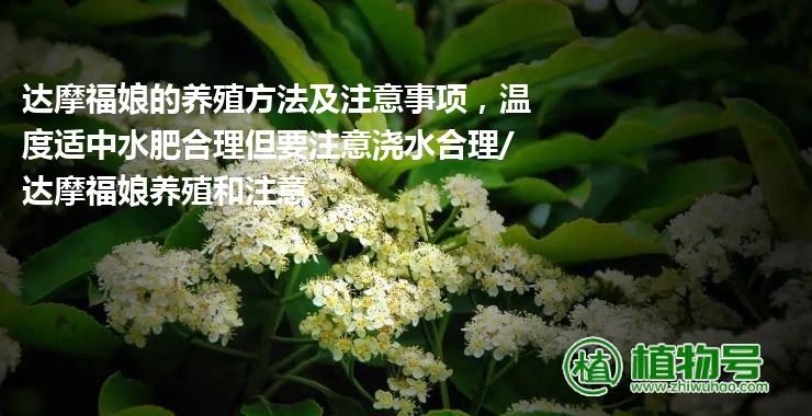 达摩福娘的养殖方法及注意事项，温度适中水肥合理但要注意浇水合理/达摩福娘养殖和注意